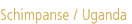 Schimpanse / Uganda